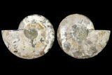 Agatized Ammonite Fossil - Madagascar #127248-1